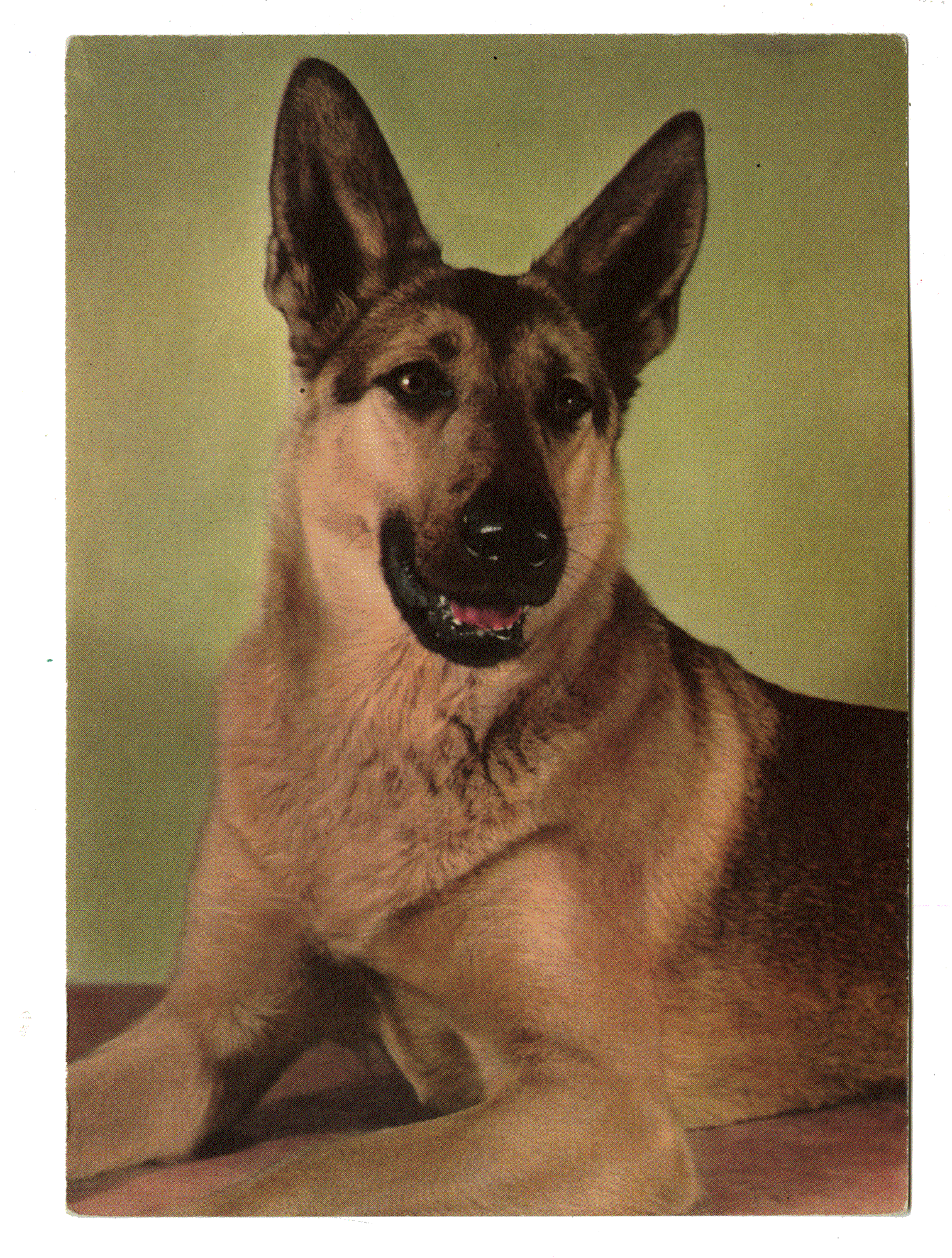 ALSATIAN WOLFHOUND. Edition Stehli. Switzerland, circa 1940.