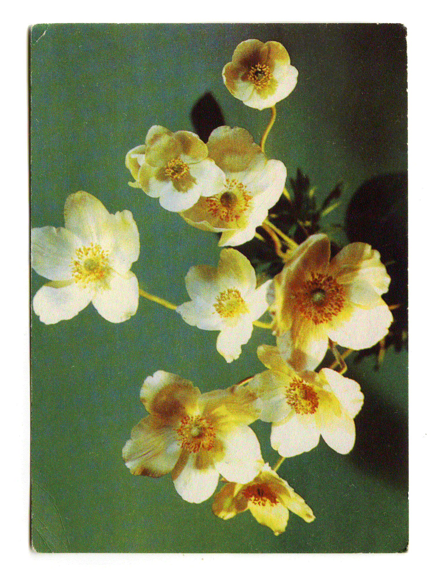 ANEMONE. Photo: Dergyliva. Edition of the Ministry of Communications of the USSR, 1970.