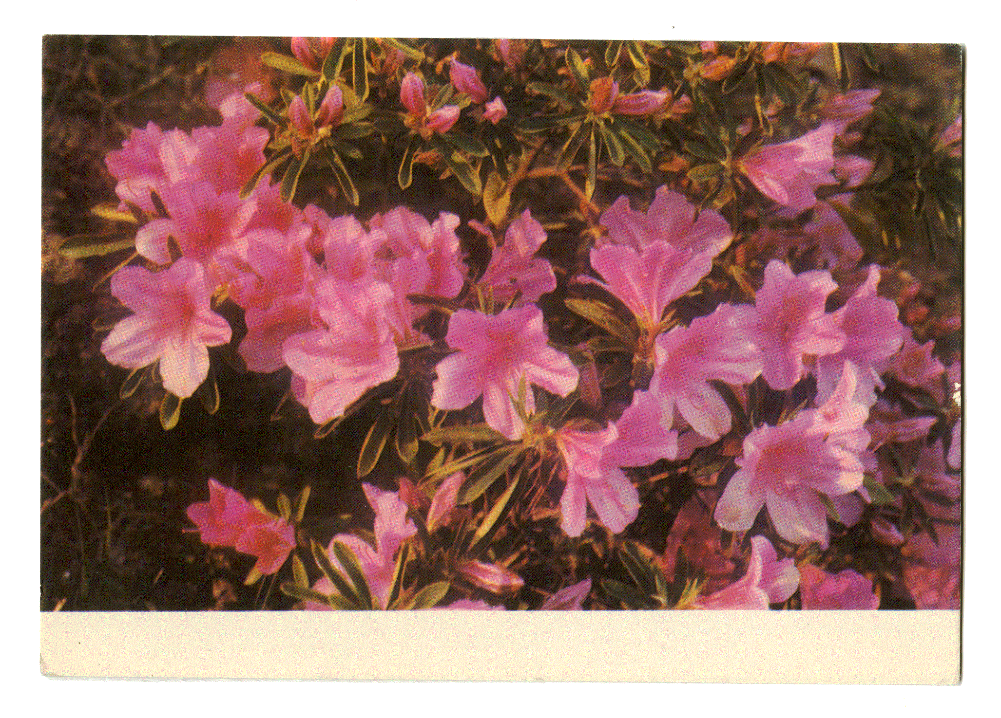AZALEA. Photo: B. Raskina. Edition of the Ministry of Communications of the USSR, 1970.
