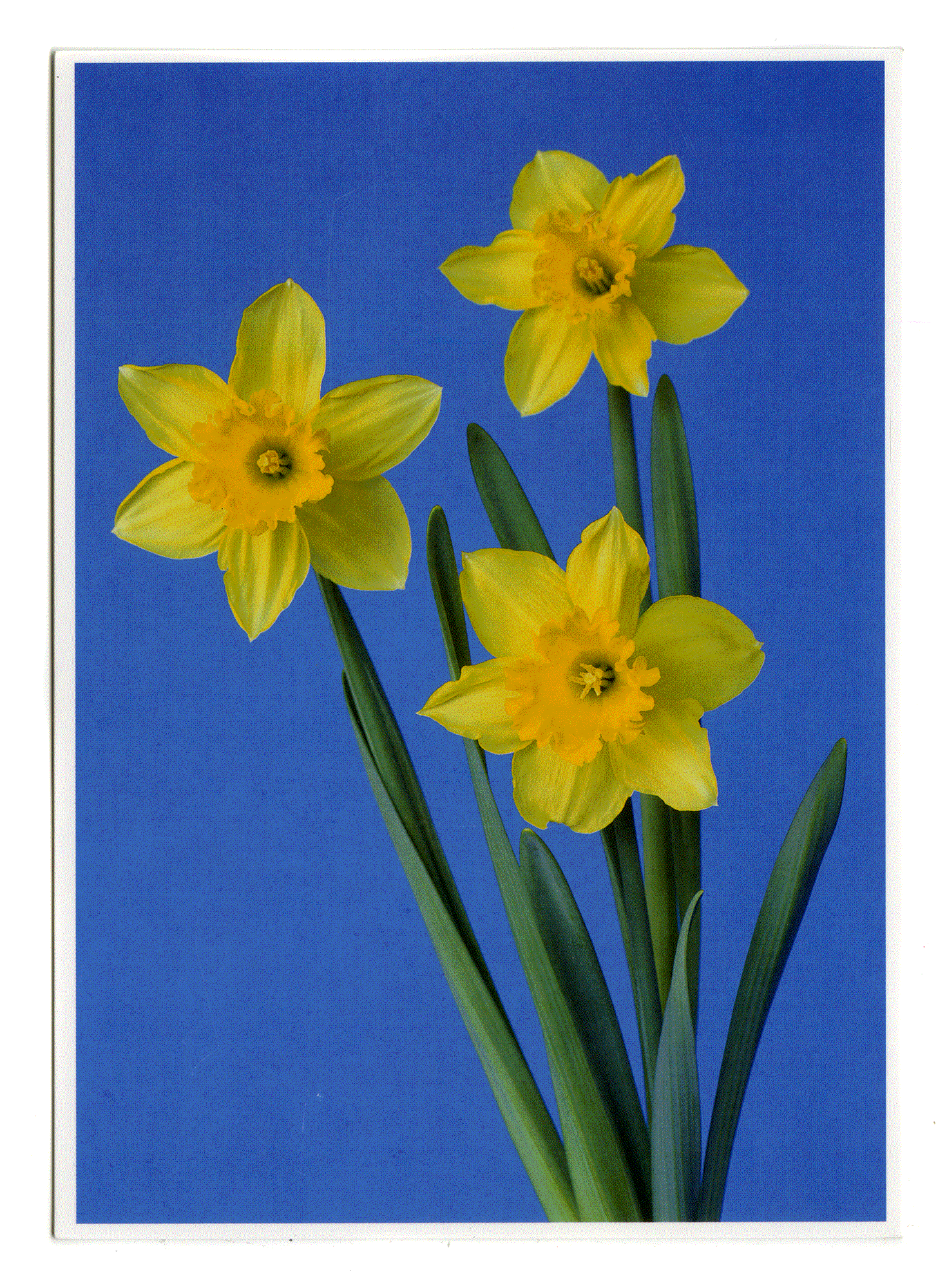 BLUMEN #14. Hans-Peter Feldmann. VG Bild-Kunst. Bonn 2007.