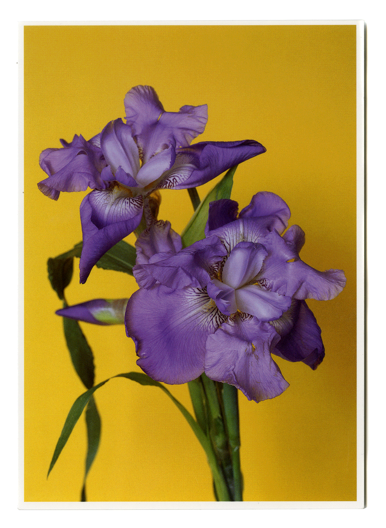 BLUMEN #19. Hans-Peter Feldmann. VG Bild-Kunst. Bonn 2007.