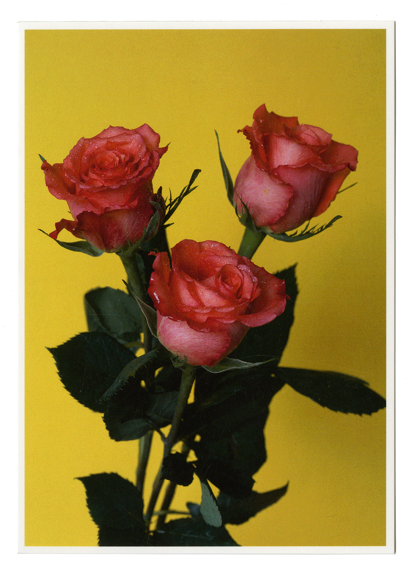 BLUMEN #20. Hans-Peter Feldmann. VG Bild-Kunst. Bonn 2007.