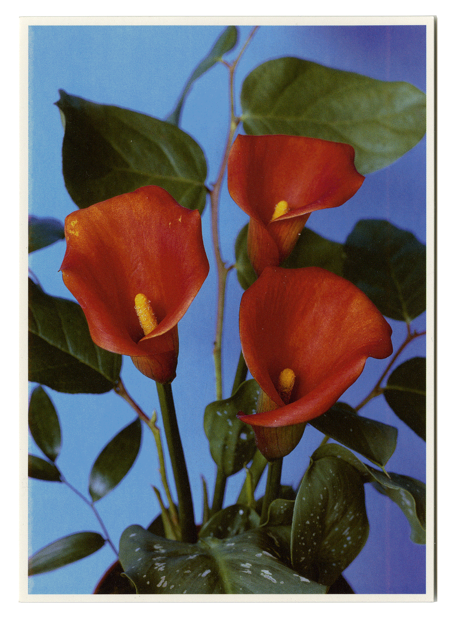 BLUMEN #51. Hans-Peter Feldmann. VG Bild-Kunst. Bonn 2007.