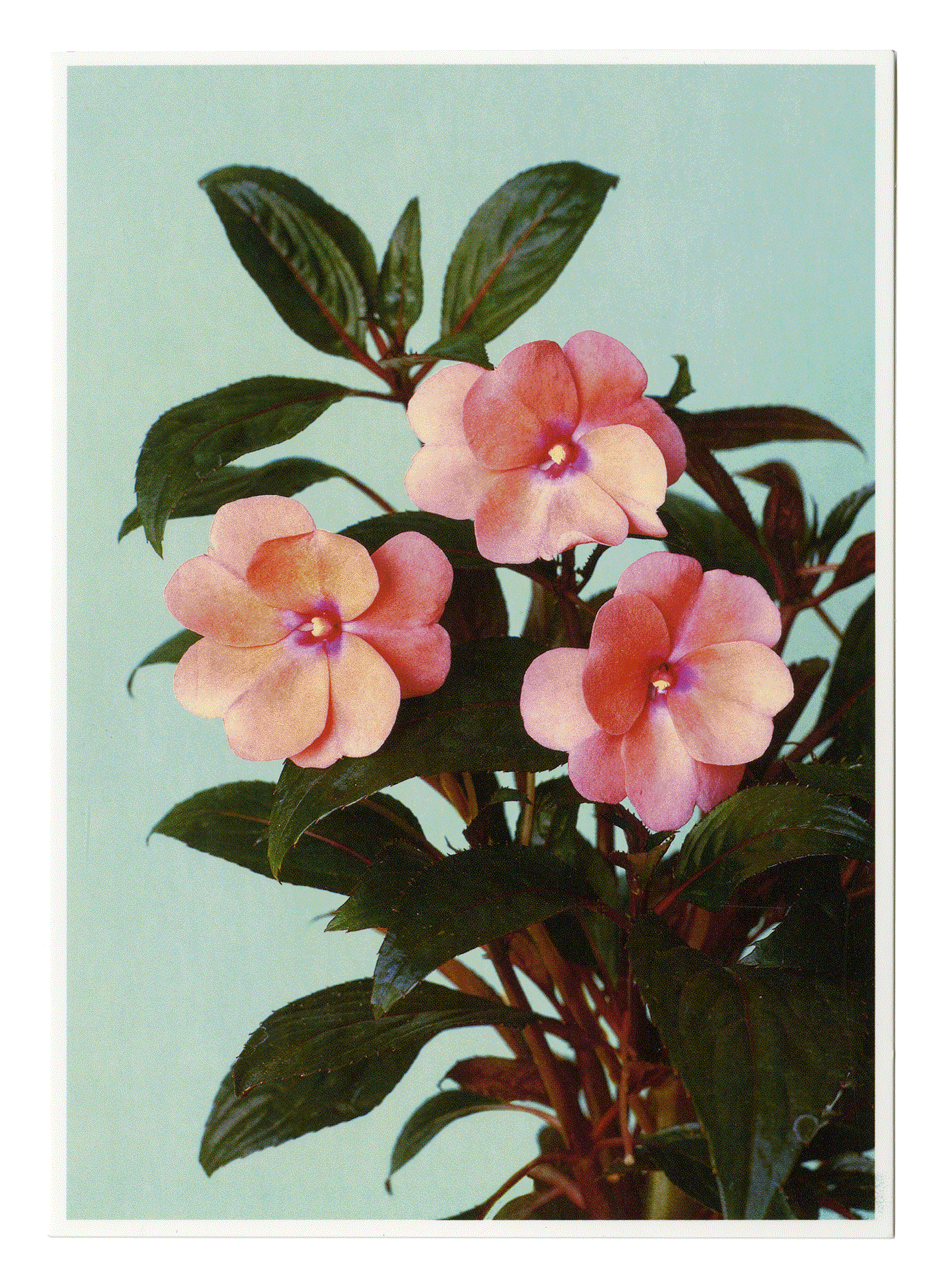 BLUMEN #58. Hans-Peter Feldmann. VG Bild-Kunst. Bonn 2007.