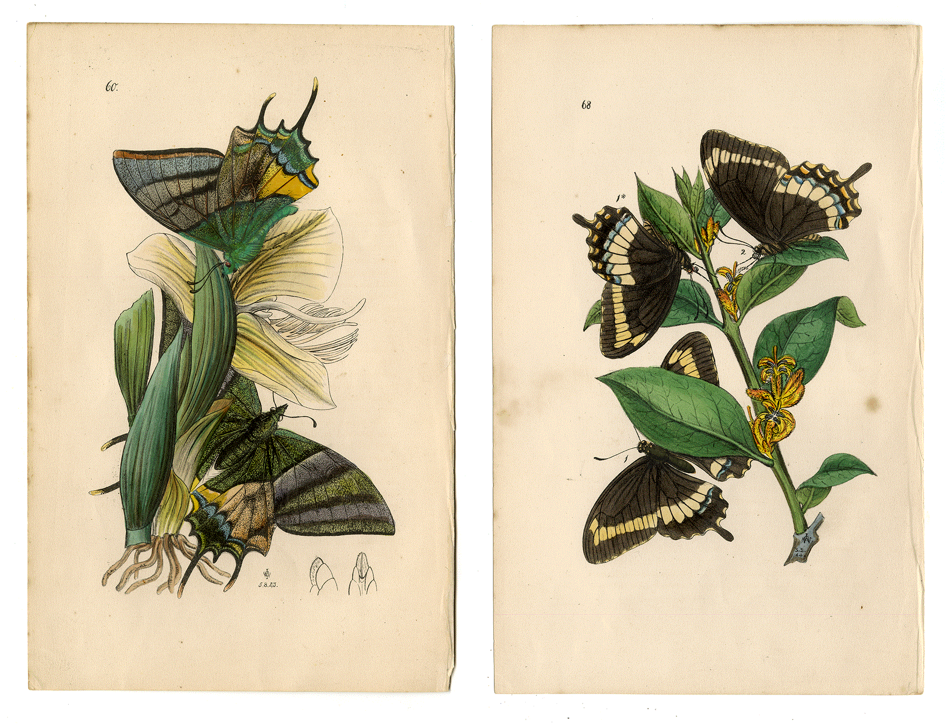 BUTTERFLIES. John Obadiah Westwood. Oxford 1842.