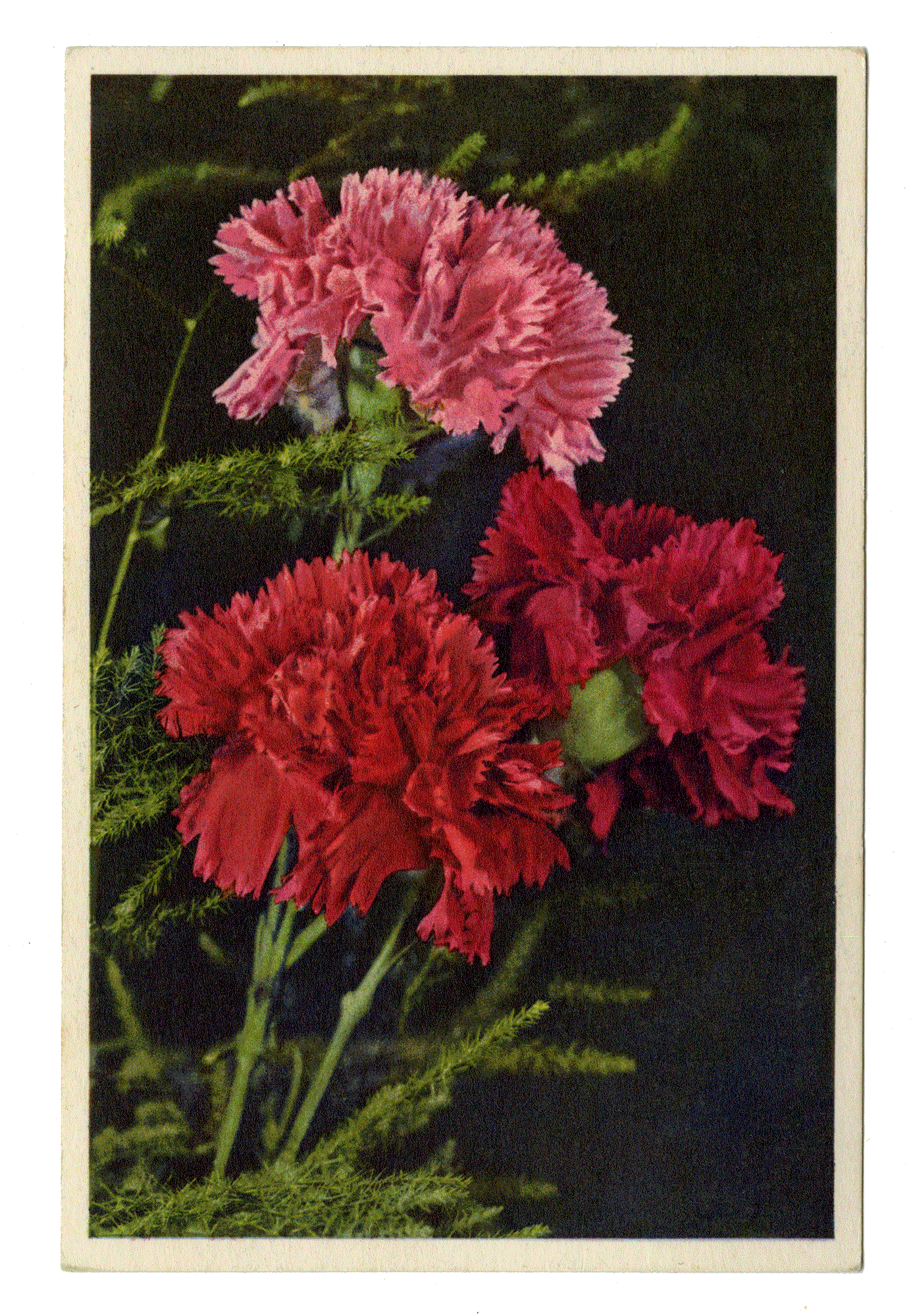 CARNATION. Edition Stehli. Switzerland, circa 1940.