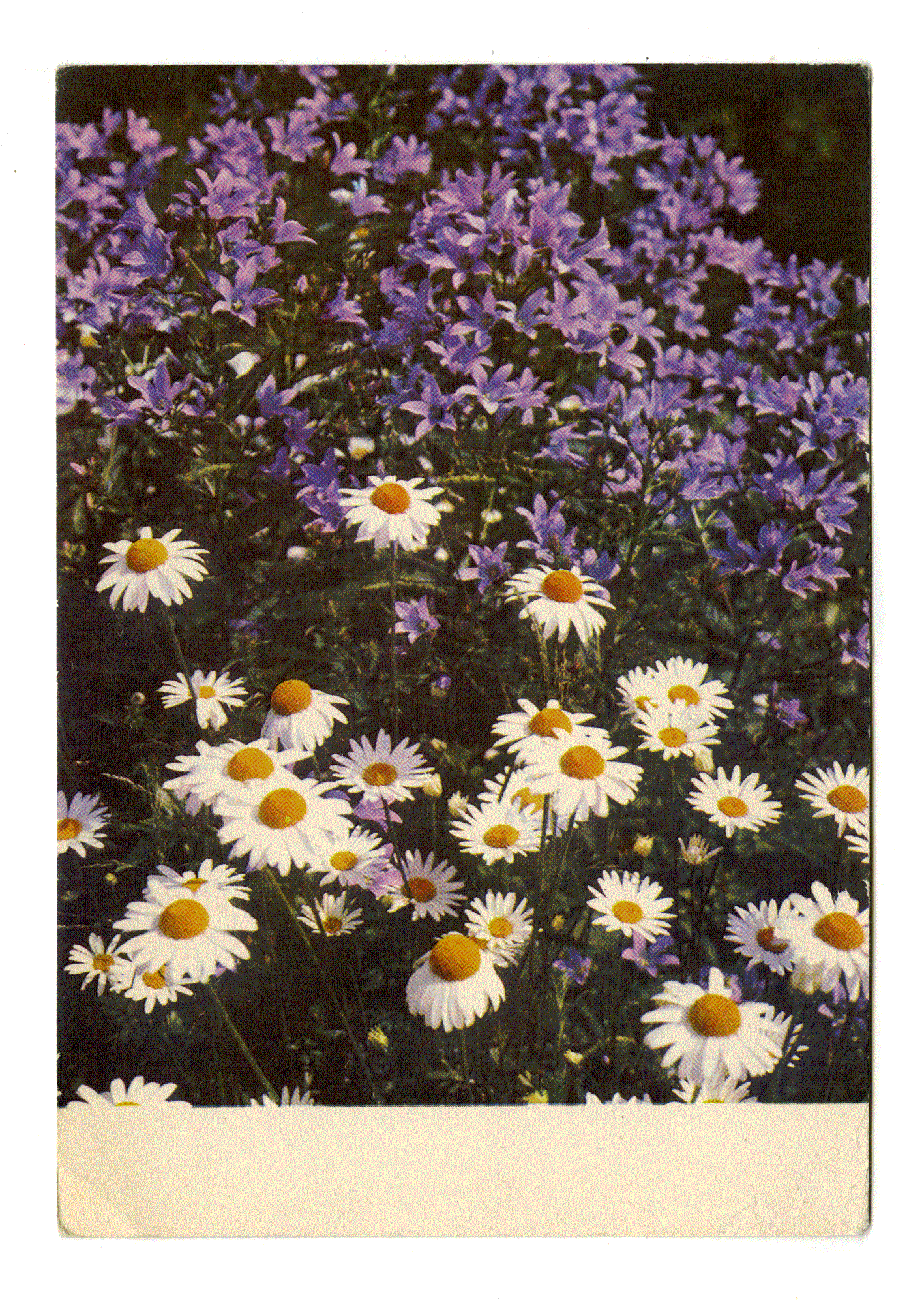 DAISIES AND BLUEBELLS. Photo: Razumova, Editor: Selyamov. Edition of the Ministry of Communications of the USSR, 1968.