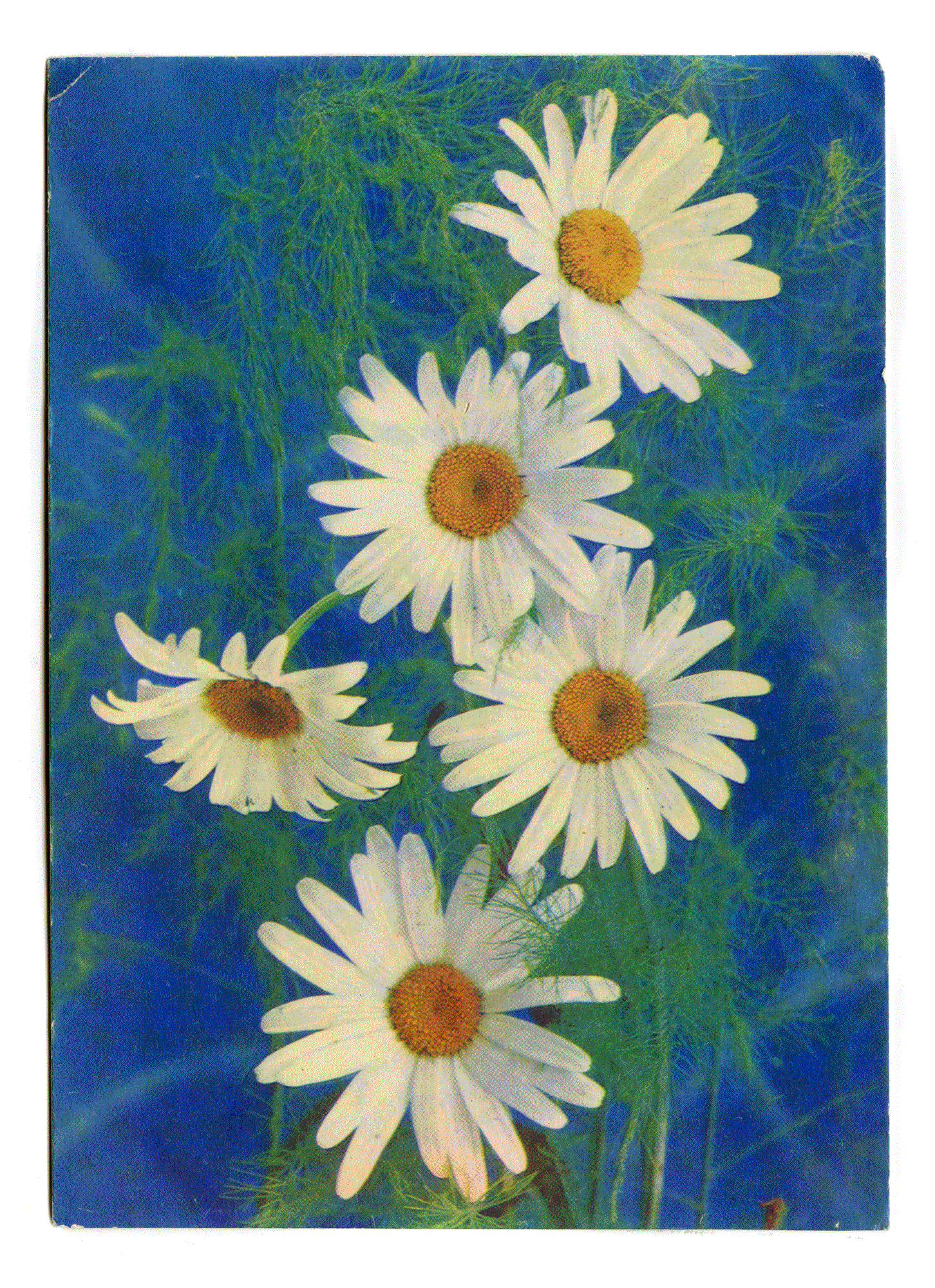 DAISIES. Photo: Razumova, Editor: Selyamov. Edition of the Ministry of Communications of the USSR, 1968.