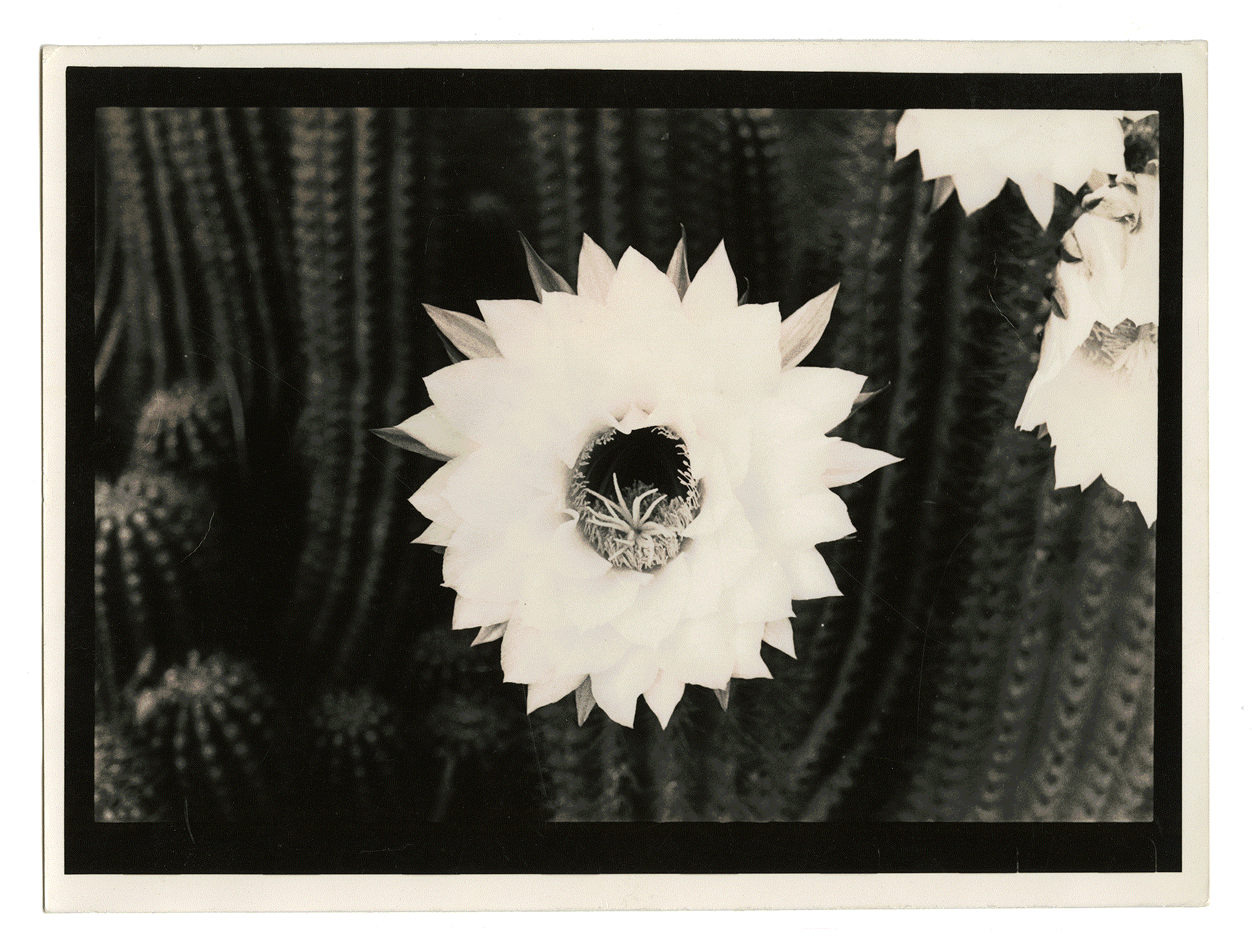 FIRST PICTURE I EVER DEVELOPED AT HOME. Marc Roig Blesa. Barcelona circa 1996.