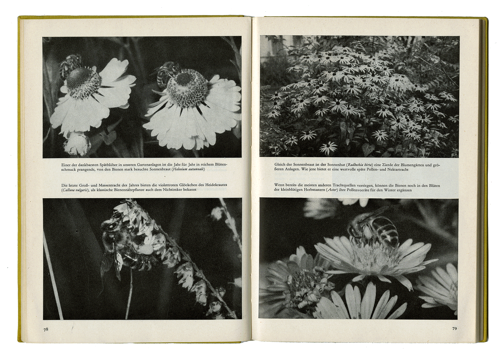 IM BIENENLAND. Ernst Bichtler. VEB Deutscher Landwirtschaftsverlag. Berlin 1962.