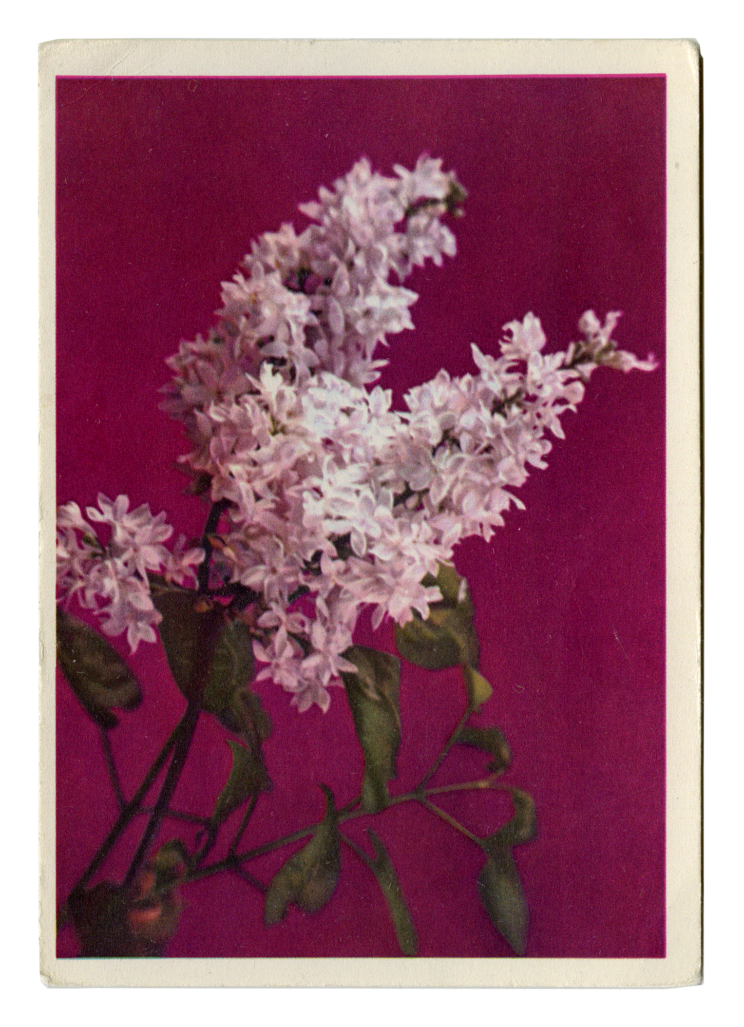 LILAC. Photo: Razumova, Editor: Selyamov. Edition of the Ministry of Communications of the USSR, 1968.