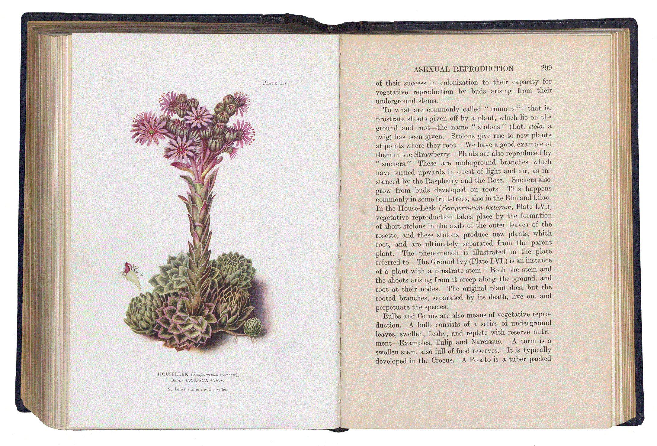 PLANT-LIFE. Charles A. Hall. Soho Square. London 1915.