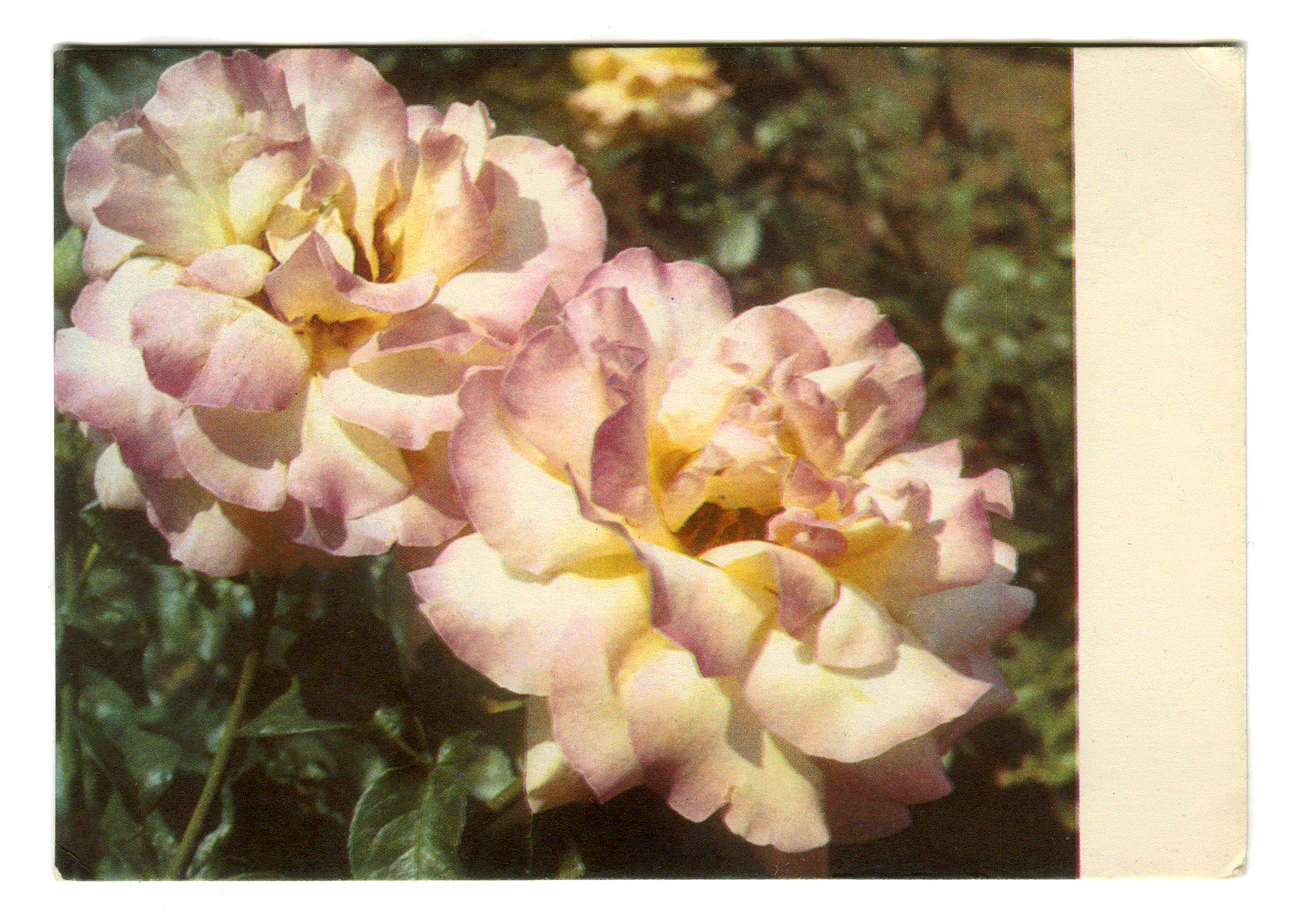 ROSES. Photo: Kropyvnytskyy. Edition of the Ministry of Communications of the USSR, 1970.