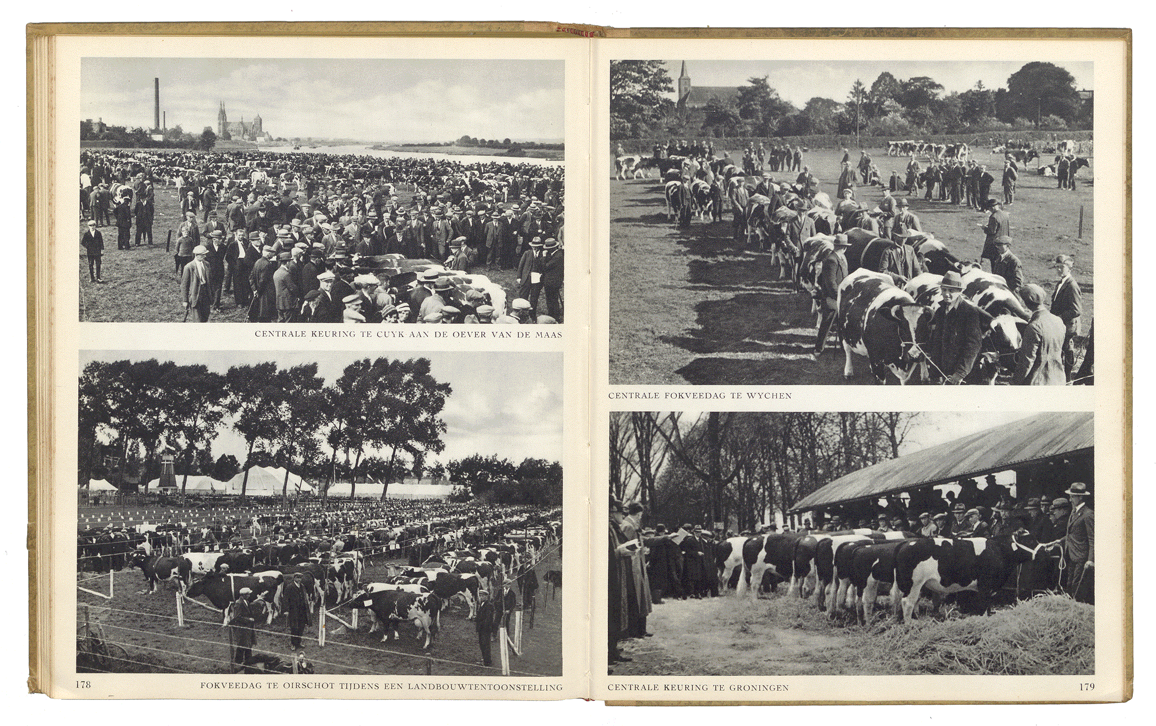 RUNDVEE. Cas Oorthuys. Agrarisch Fonds, Uitgeverij Contact. Amsterdam 1948.